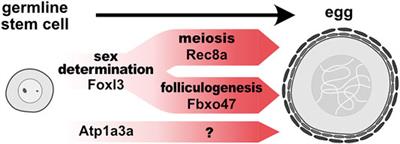 Functional Modules in Gametogenesis